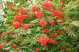 6-10” tall European Mountain Ash (Sorbus aucuparia) tree 1 year old - $30.00