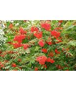 6-10” tall European Mountain Ash (Sorbus aucuparia) tree 1 year old - $554.64 MXN