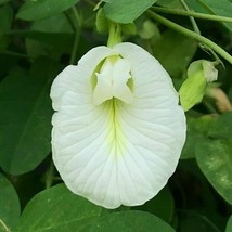 White Butterfly Pea - Clitoria ternatea - 5+ seeds - Graines - Semillas ... - $95.53 MXN