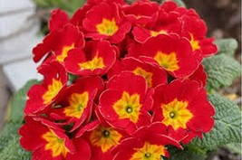 50 Pcs Crimson Fairy Primrose Flower Seeds #MNSS - £12.17 GBP