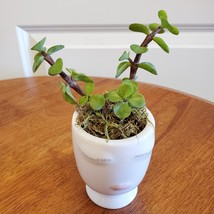 Succulent in Face Planter, Elephant Bush Live Plant in White Ceramic Pot 2.5" W image 3