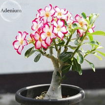 Rare Pink White Desert Rose Adenium, 2 Seeds, single petal bonsai perennial plan - £3.26 GBP