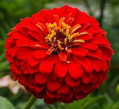 Semilir Cherry Queen Zinnia Flower Seeds 90 Red Zinnnia Annual Garden Fast Grow  - £6.56 GBP