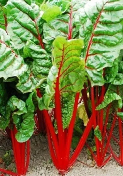 500 Rhubarb Seeds Swiss Chard Seeds Fresh New - £9.02 GBP