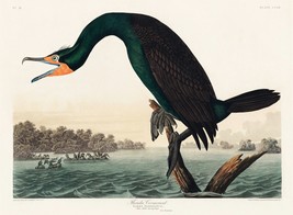 12168.Poster print or Canvas wall decor.Room art design.Audubon bird.Cormorant - £12.94 GBP+