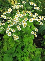 100 Seeds Feverfew Herb Tanacetum Parthenium Heirloom Seeds Sprout Fast Delight - £6.66 GBP