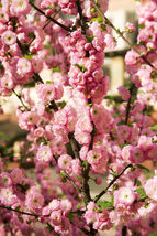10 Seeds Flowering Almond Prunus Triloba Plum Rose Tree Double Pink Flower Shrub - £15.75 GBP