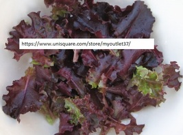 Ruby Leaf Lettuce Seeds - Vegetable Seeds - BOGO - £0.77 GBP