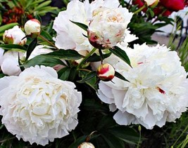 5 White Peony Flower Seeds Kw91001 Fresh USA Shipping - £13.87 GBP