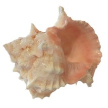 Murax Hermit Crab Shell Pink Mirex Seashell Spiky Fossil Collector Displ... - $9.88
