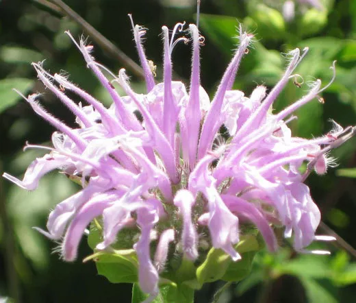 6000 Bulk Seeds Bergamot Wild Bee Balm Monarda Fistulosa  - £22.99 GBP