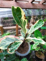 Ficus Lyrata Variegated, Fiddle Leaf Fig - £87.66 GBP
