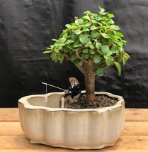 Baby Jade Bonsai Tree Land/Water Pot With Scalloped Edges (Portulacaria Afra)  - $54.95