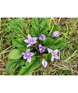 The Mandrake Mandragora Officinarum Mandrake Root, 10 Seeds D - $14.35