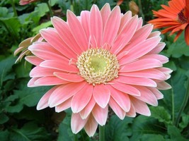 Gerbera Daisy Hybrids Mix Flower Seeds 50PCS+ - £3.94 GBP