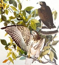 Broad Winged Hawk Bird Print 1946 Color Art John James Audubon Nature DWV2E - $39.99