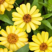 Fresh Seeds Yellow Zinnia Marylandica Plant Flower Seeds 25 Seeds - £10.09 GBP