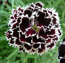 40 Dianthus Carnation Black &amp; White Velvet N Lace Long Bloom Season Flower Garde - $13.67