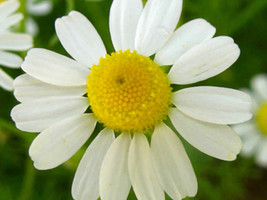 2001+Common German Chamomile Flower Seeds Organic Herb Tea Container Easy Fresh - £6.68 GBP