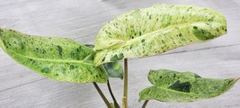 AWS Philodendron Paraiso Verde, Philodendron Mint Variegated Aroid in 6 ... - $46.49