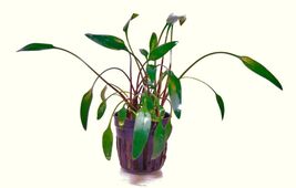CRYPTOCORYNE LUTEA 1 POT -Freshwater Aquatic Live Plants SUPER PRICE !!!!!! - $92.12 MXN