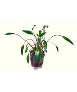 CRYPTOCORYNE LUTEA 1 POT -Freshwater Aquatic Live Plants SUPER PRICE !!!!!! - $90.25 MXN
