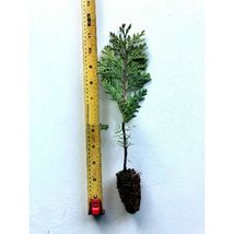 1 Incense Cedar Tree (Calocedrus decurrens) 8&quot; - 12&quot; Tall Potted Tree #SCN10 - £30.26 GBP