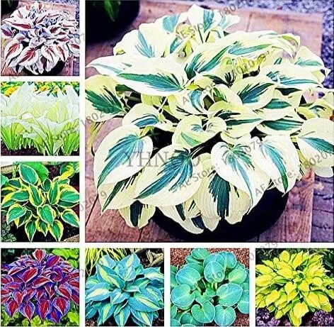 From US MIX 150pcs hosta seeds plant colorful flower festival perennial - $9.49