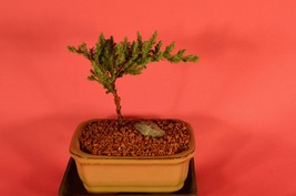 TRADITIONAL BONSAI, JAPANESE JUNIPER, 2 YEARS OLD, WINDSWEPT STYLE. - $29.99