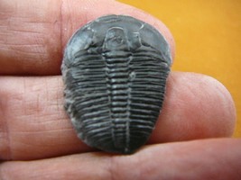 (f705-65) Complete Trilobite fossil trilobites extinct marine arthropod ... - $20.56