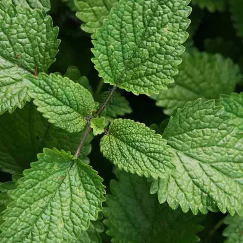 AW 1500 Seeds Lemon Balm Citronella Mosquito Organic Non Gmo Herb Easy To Grow - $9.69