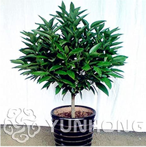 10 Cinnamomum Ko ense PlantClean The air Foliage Plants Cinnamomum Ko ense The o - £6.73 GBP