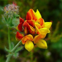 10 Lotus Corniculatus Birds Foot Trefoil Seeds For Planting   - $19.50