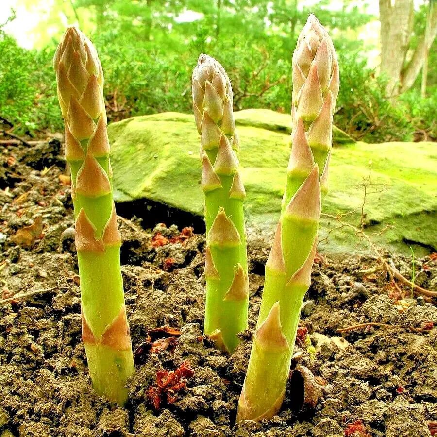 150 Asparagus Seeds Perennial Autumn Garden Vegetable - £5.53 GBP