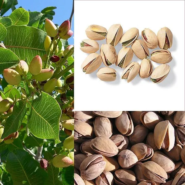 5 Pistachio Nut Tree Pistacia Vera Fruit Red Flowers Seeds Ipping Fresh - £9.45 GBP