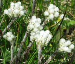 BStore 145 Seeds White Pussytoes Cats Paws Antennaria Flower - $9.50