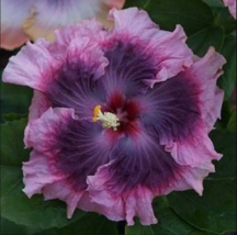 20 Dark Light Purple Hibiscus Seeds Flowers Flower Seed Perennial - £11.93 GBP
