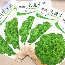 Lettuce Fast Growing Vegetable Organic Seeds 5 Packs 200 Seeds Romaine Lettuce T - $9.81