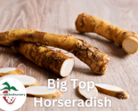 10 Big Top Horseradish Root - £23.60 GBP