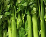 Tendercrisp Celery Seeds 1000 Vegetable Garden Soups Stews Snacks Fast S... - $8.99