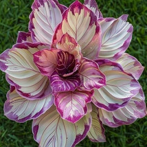 Fresh 25 Velvet Flame Calathea Seeds for Garden - €6,88 EUR