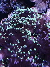 Live frogspawn coral frag single head   - £39.95 GBP