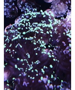 Live frogspawn coral frag single head   - £39.31 GBP