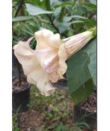 10 Box of Chocolate Angel Trumpet Seeds Flowers Flower Brugmansia Datura... - $9.78