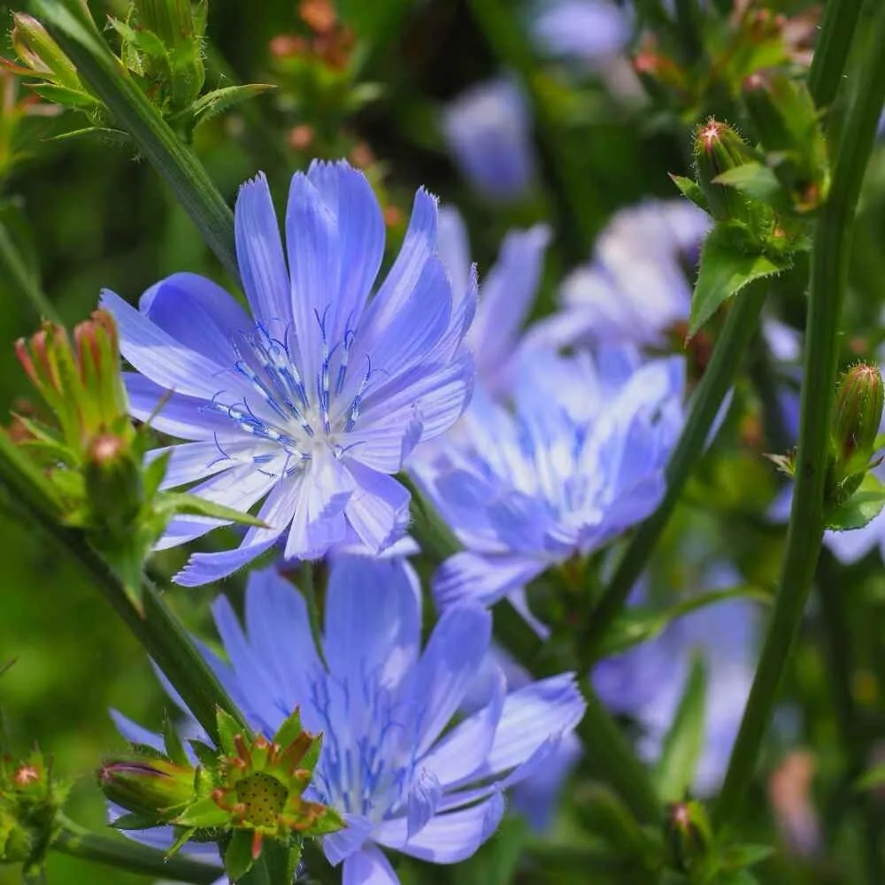 1000+ CHICORY SEEDS (Cichorium intybus) Blue Dandelion Coffeeweed Succor... - $3.23