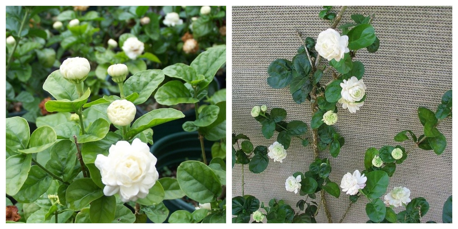 Grand Duke of Tuscany Jasmine Jasminum Sambac SMALL Rooted STARTER Plant - $39.99