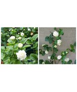 Grand Duke of Tuscany Jasmine Jasminum Sambac SMALL Rooted STARTER Plant - $39.99