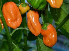 BStore Orange Habanero Hot Pepper Seeds 30 Very Hot Muy Caliente! Spicy - £6.73 GBP