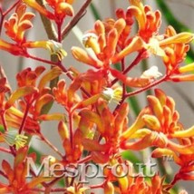 SL Kangaroo Paw Seeds, Orange Red Flowers - £2.12 GBP