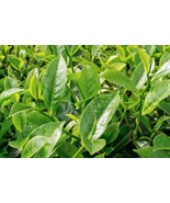 5 Tea Plant Seeds – Camellia Sinensis for Green &amp; Black Tea - $15.99